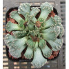 T.calcarea (blue form) - Plant